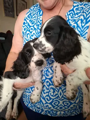 Purebred English Cocker Spaniel Puppy (3-6 Months)