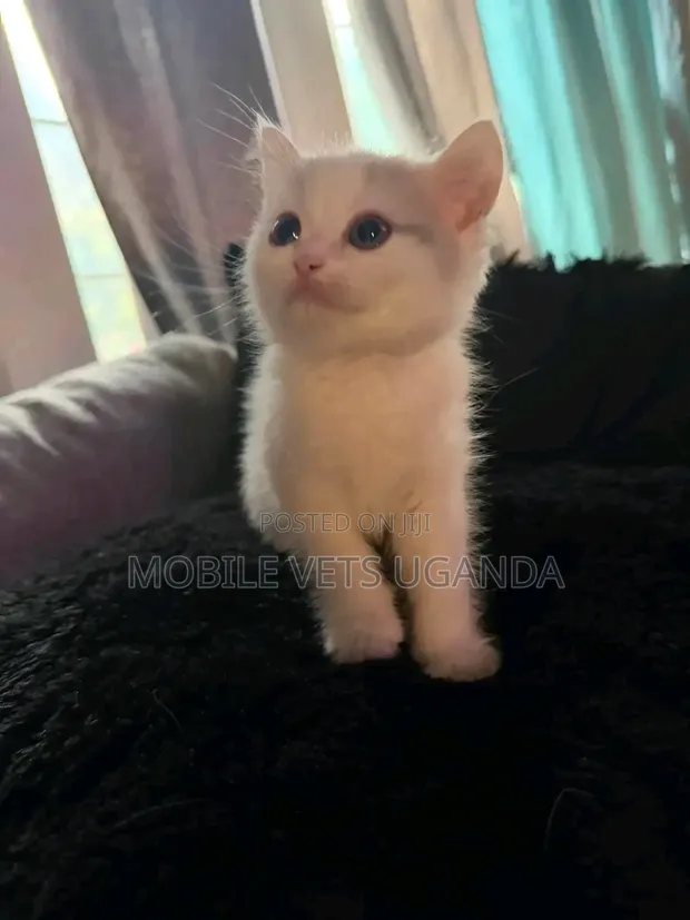 Female Burmilla Kitten (0-1 Month) - 1