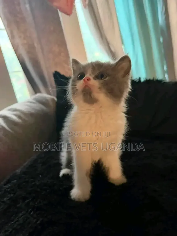 Purebred Bombay Kitten, 1-3 Months Old, Male - 1