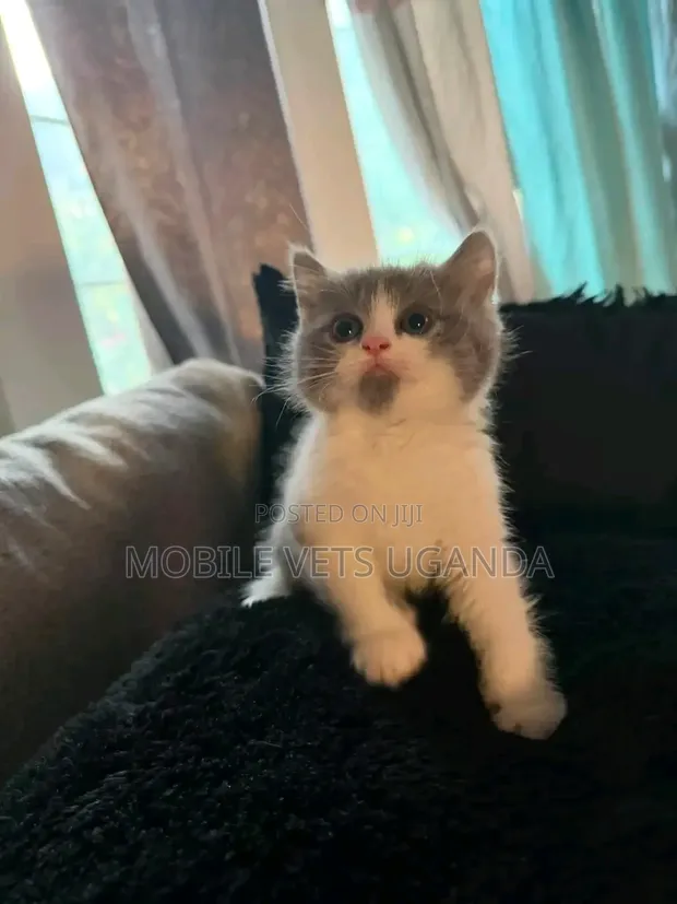 Female Purebred Bombay Kitten, 1-3 Months Old - 1