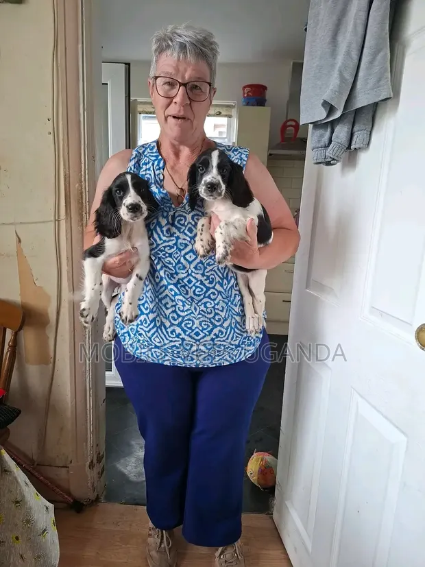 Female English Cocker Spaniel Puppy (1-3 Months) - 1