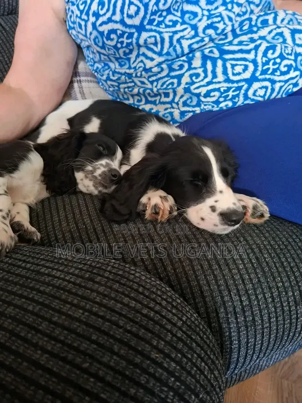 1-3 Month Male Purebred English Springer Spaniel - 1