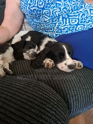 1-3 Month Male Purebred English Springer Spaniel