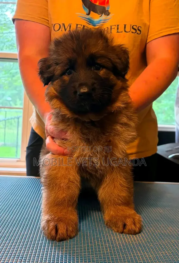 Purebred German Shepherd Puppy (0-1 Month) - 1
