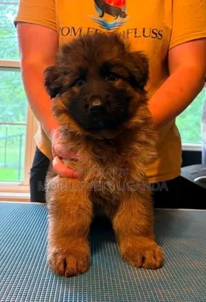 Purebred German Shepherd Puppy (0-1 Month)