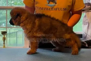 Female Purebred German Shepherd Puppy (1-3 Months)