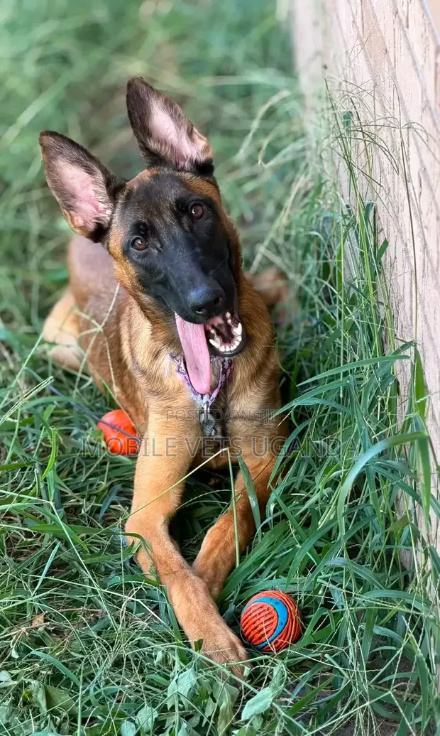 Purebred Belgian Malinois Puppy (6-12 Months) - 1