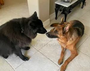 Female Purebred German Shepherd (6-12 Months)