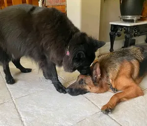 Purebred German Shepherd, 6-12 Months Male