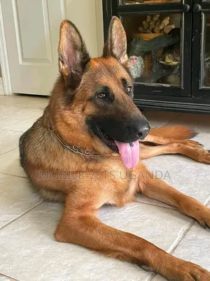 Purebred German Shepherd - 6-12 Months Female
