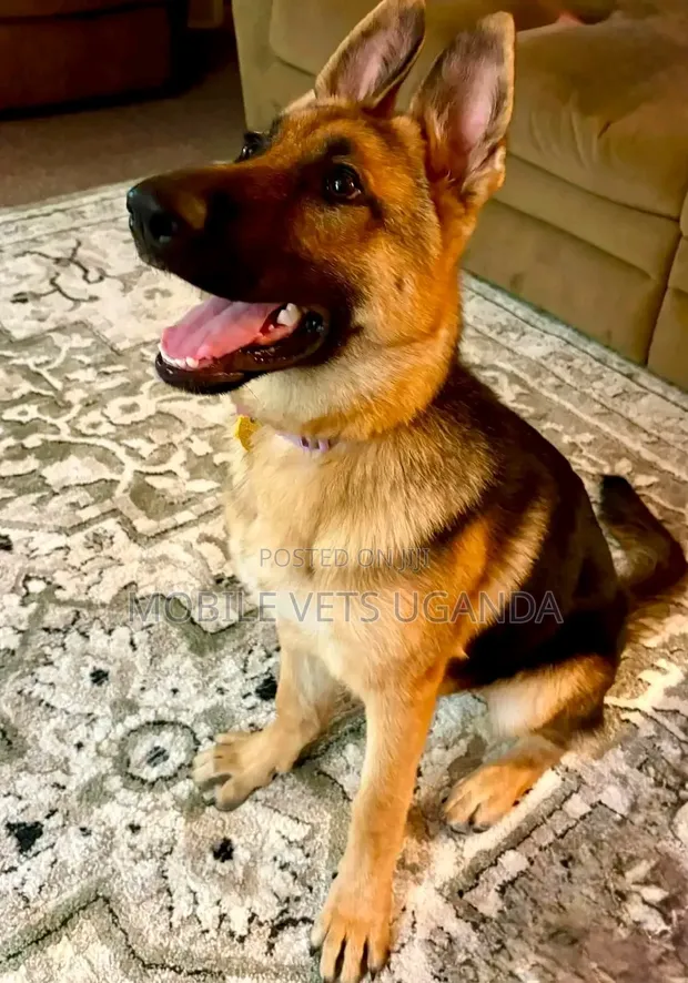 Female Purebred German Shepherd Puppy (1-3 Months) - 1