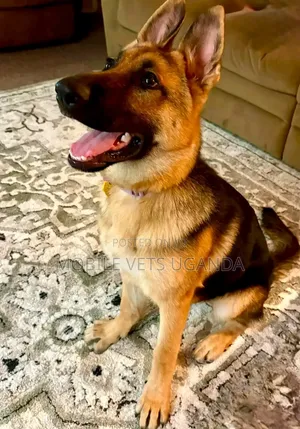 Female Purebred German Shepherd Puppy (1-3 Months)