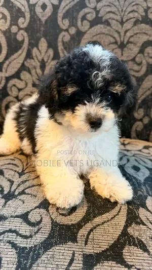 3-6 Month Male Purebred Maltese Puppy
