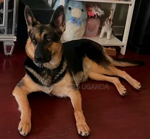 6-12 Month Male Purebred German Shepherd