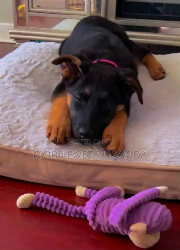 Female Purebred German Shepherd Puppy (1-3 Months) - 1