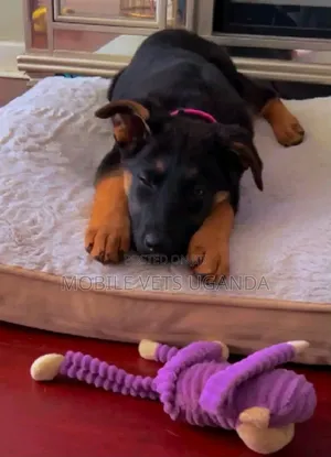 Female Purebred German Shepherd Puppy (1-3 Months)
