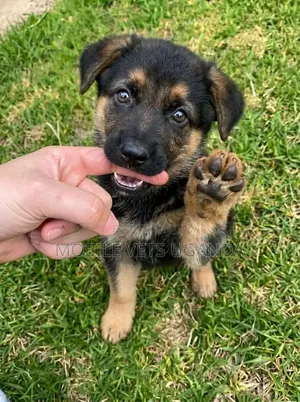 1-3 Month Old Male Purebred German Shepherd Puppy
