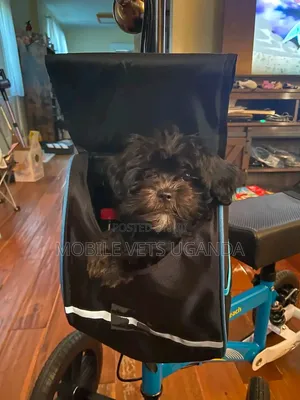 Purebred Male Maltese Puppy (0-1 Month)