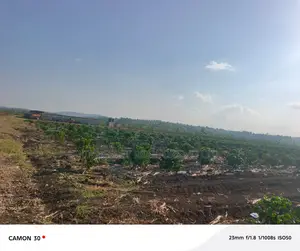Coffee Plantation for Sale - Masaka-Mbarara Road