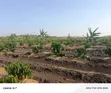 Coffee Plantation for Sale - Masaka-Mbarara Road - 2
