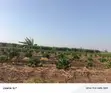 Coffee Plantation for Sale - Masaka-Mbarara Road - 3