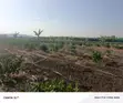Coffee Plantation for Sale - Masaka-Mbarara Road - 4