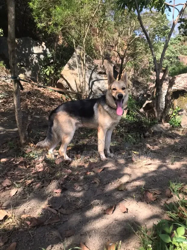 6-12 Month Male Purebred German Shepherd - 1