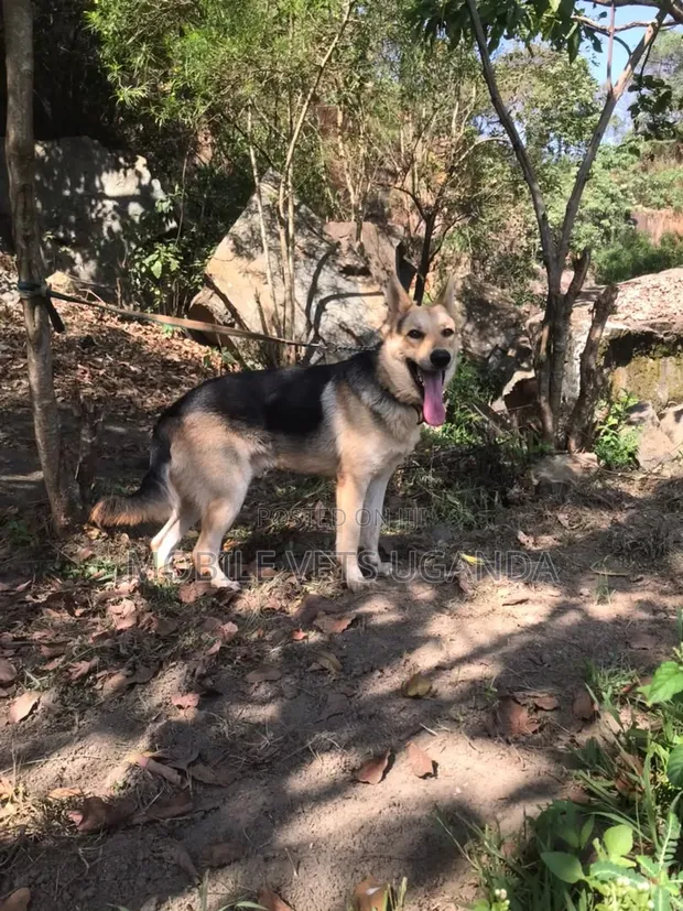 Female Purebred German Shepherd, 3-6 Months - 1