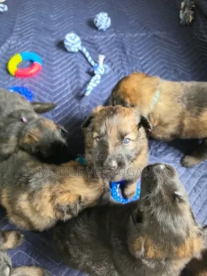 1-3 Month Male Purebred German Shepherd Puppy