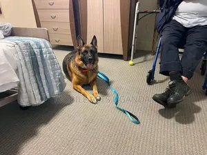 1-3 Month Male Purebred German Shepherd