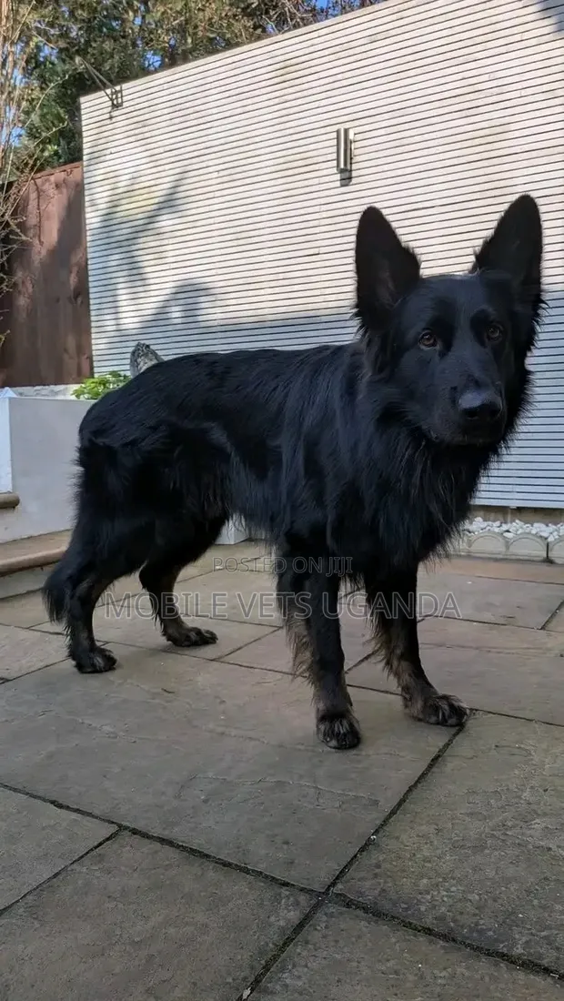 Female Purebred German Shepherd (6-12 Months) - 1