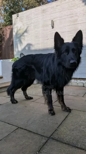 Female Purebred German Shepherd (6-12 Months)