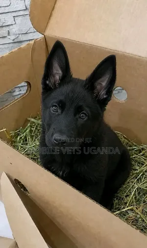 Female Purebred German Shepherd Puppy (1-3 Months)