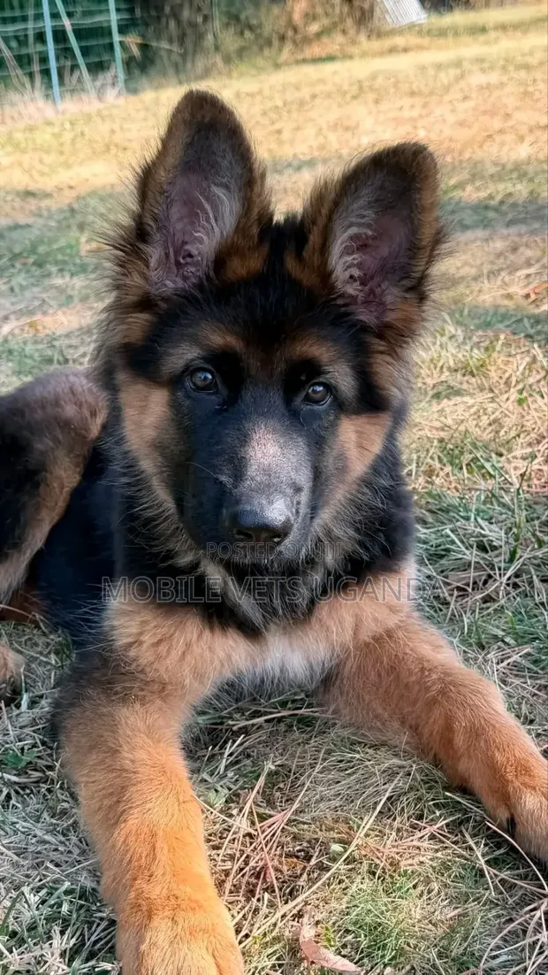 Female Purebred German Shepherd Puppy (1-3 Months) - 1