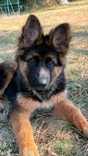 Female Purebred German Shepherd Puppy (1-3 Months)