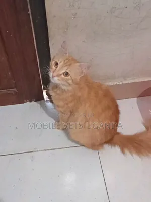 Purebred Bombay Kitten - 1-3 Months Male