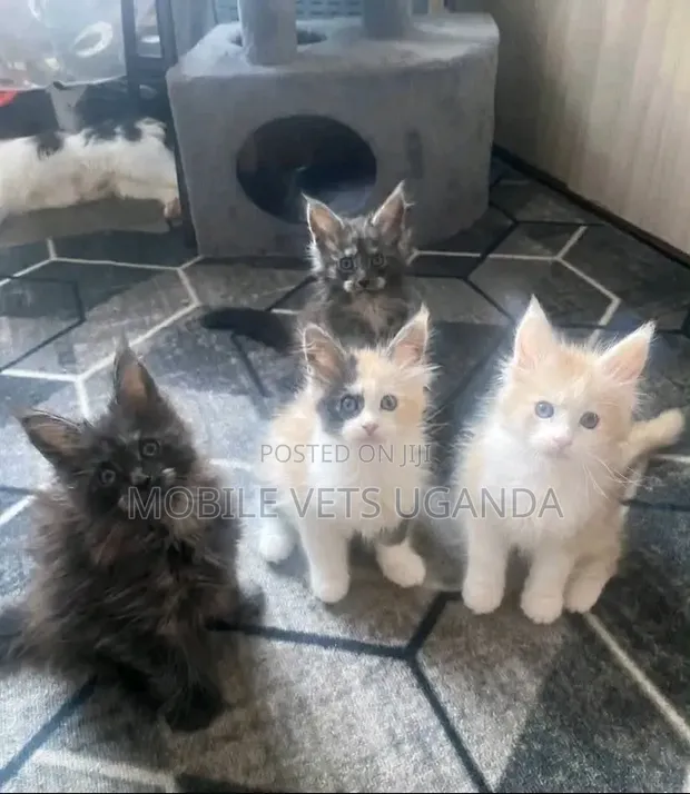Female Purebred Maine Coon Kitten (1-3 Months) - 1
