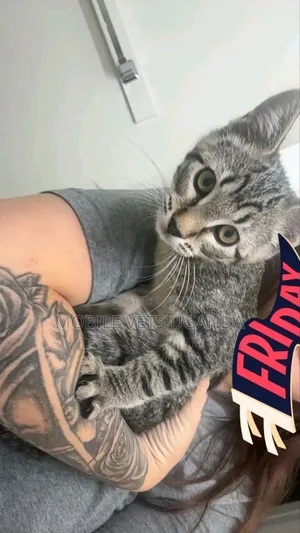 Female Purebred Savannah Kitten (1-3 Months)