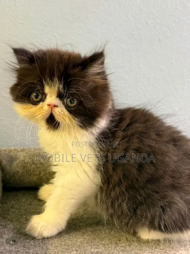 Purebred Persian Kitten - 1-3 Months Male - 1