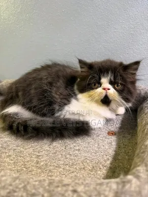 Purebred Persian Kitten - Female, 0-1 Month