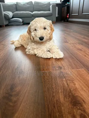 Purebred Maltese Puppy - 1-3 Months Old