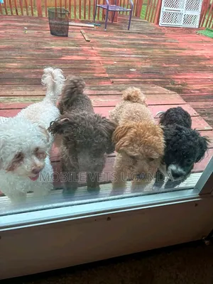 Purebred Female Maltese Puppy (3-6 Months)