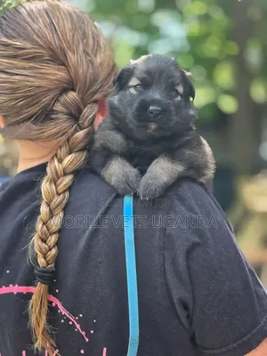 Female Purebred German Shepherd Puppy (0-1 Month)