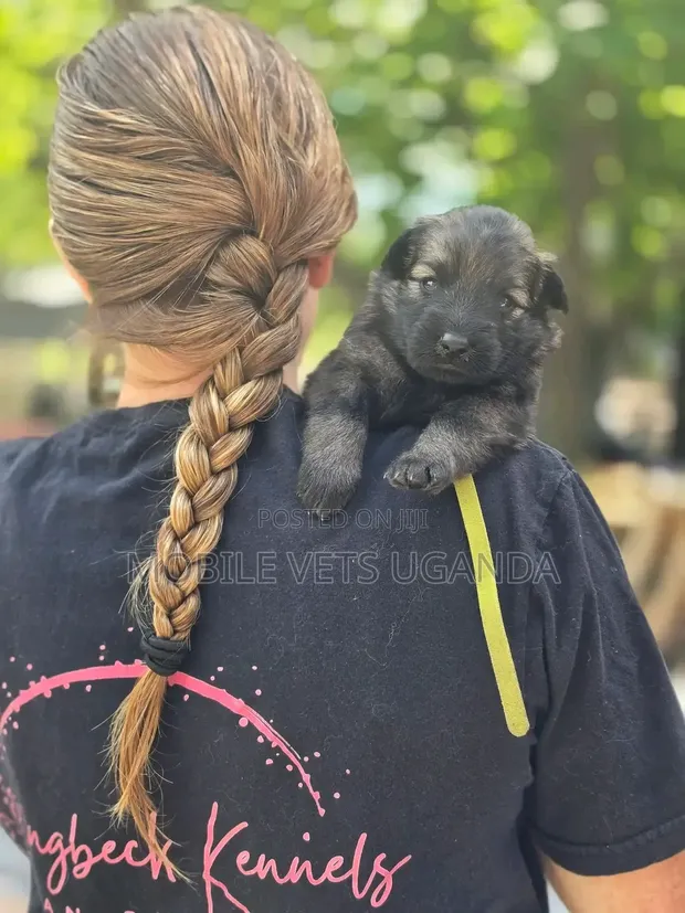 Purebred German Shepherd Puppy - 1-3 Months Old - 1