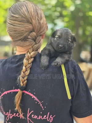 Purebred German Shepherd Puppy - 1-3 Months Old