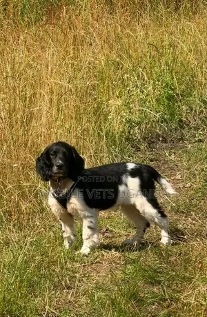 Female Purebred English Cocker Spaniel (3-6 Months)