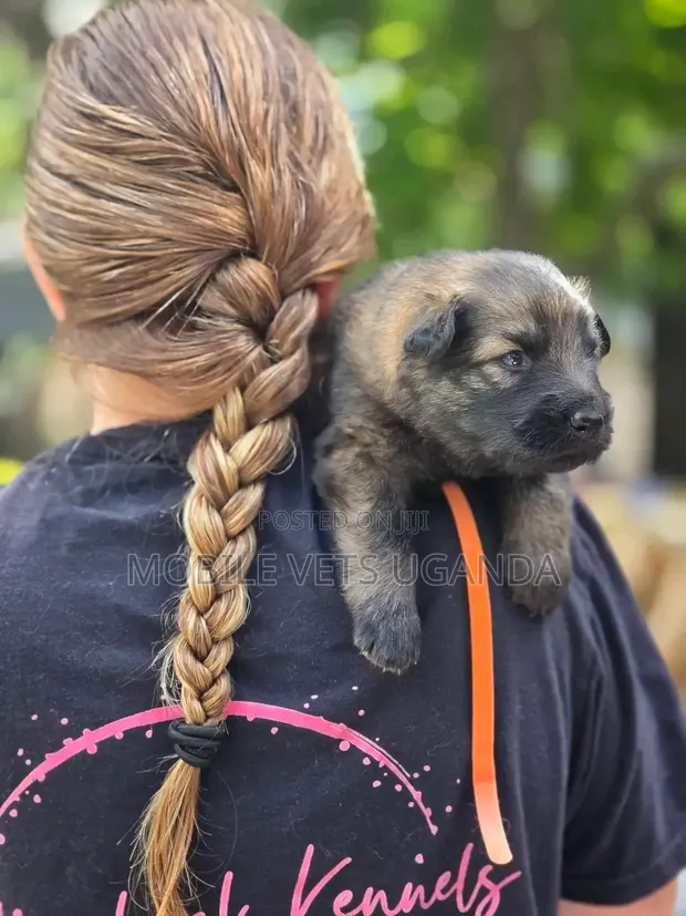 Female Purebred German Shepherd Puppy (1-3 Months) - 1