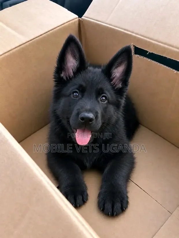 Female Purebred German Shepherd Puppy (1-3 Months) - 1