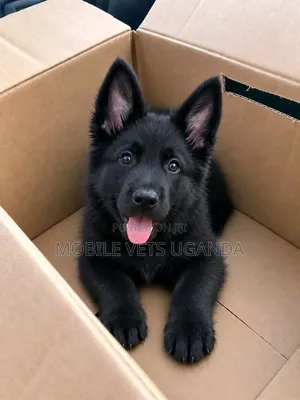 Female Purebred German Shepherd Puppy (1-3 Months)
