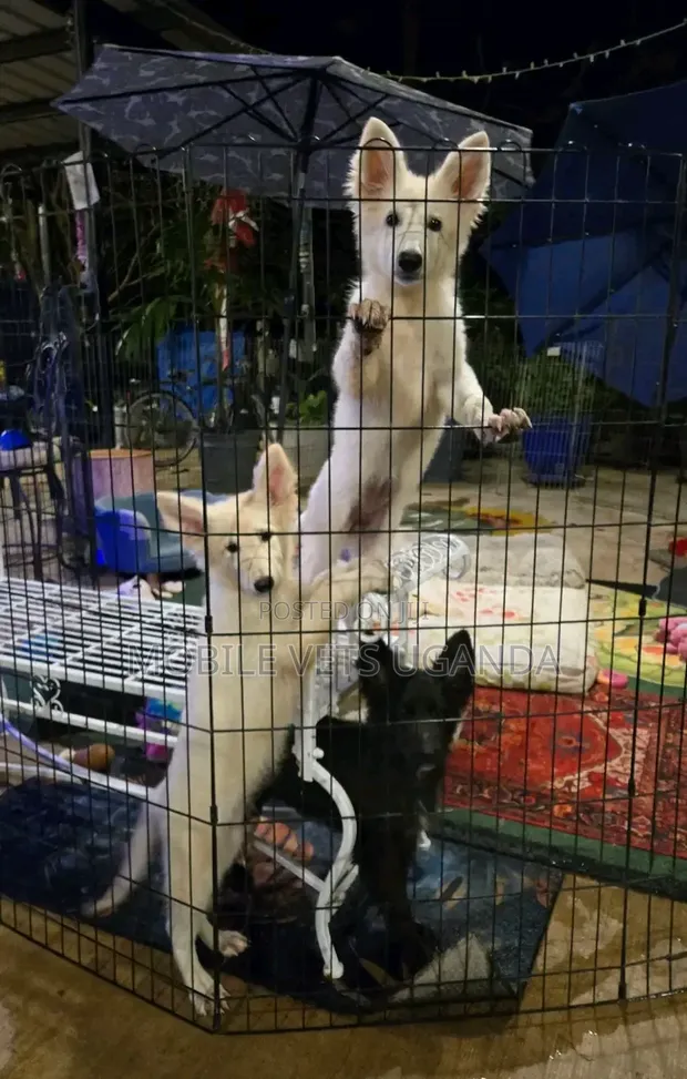 3-6 Month Male Purebred German Shepherd - 1